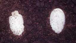 Reptilien züchten: Wie findest du den richtigen Inkubator?