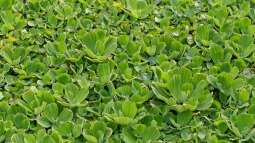 Froschbiss statt Muschelblume: Eine heimische Alternative für den Gartenteich