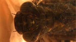 Libellenlarven im Teich – Bedeutung, Lebensweise und Wechselwirkungen mit Wasserpflanzen