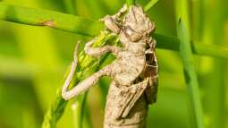 Libellenlarven im Teich – Bedeutung, Lebensweise und Wechselwirkungen mit Wasserpflanzen
