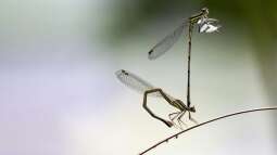 Libellenlarven im Teich – Bedeutung, Lebensweise und Wechselwirkungen mit Wasserpflanzen