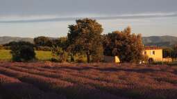 Der Zauber der Lavendelblüte in Frankreich