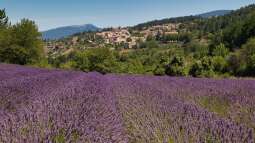 Der Zauber der Lavendelblüte in Frankreich