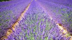 Der Zauber der Lavendelblüte in Frankreich