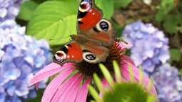 Ökologische Gartengestaltung: Das empfielt der Bund Naturschutz