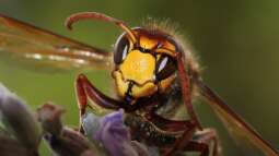 Hornissen im Garten - Kein Grund zur Panik!