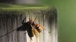 Hornissen im Garten - Kein Grund zur Panik!