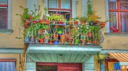 Bienen- und hummelfreundliche Balkonpflanzen: So gestaltest du einen lebendigen und nachhaltigen Balkon