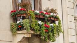 Bienen- und hummelfreundliche Balkonpflanzen: So gestaltest du einen lebendigen und nachhaltigen Balkon