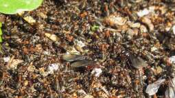 Schwarmflug bei Ameisen – Alles über das faszinierende Fortpflanzungsphänomen