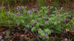 Beitrag zur Biodiversität: Das musst du über ein insektenfreundliches Staudenbeet wissen