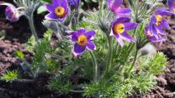 Beitrag zur Biodiversität: Das musst du über ein insektenfreundliches Staudenbeet wissen