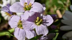 Beitrag zur Biodiversität: Das musst du über ein insektenfreundliches Staudenbeet wissen