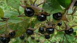 Nachtschattengewächse: Schön, nahrhaft… und giftig