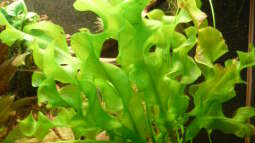 Ruhephasen bei Aponogeton: Warum viele Arten eine Wachstumspause einlegen