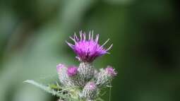 Disteln: Unkraut oder ökologisch wertvoll?