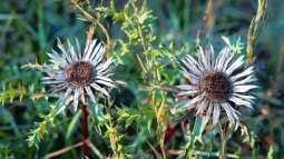 Disteln: Unkraut oder ökologisch wertvoll?