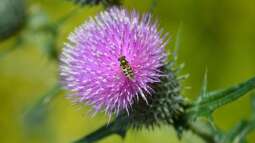 Disteln: Unkraut oder ökologisch wertvoll?