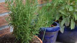 Mediterrane Kräuter: Wie du deinen Balkon zum Kräutergarten machst