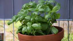 Mediterrane Kräuter: Wie du deinen Balkon zum Kräutergarten machst