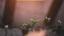 Optimale Beleuchtungskonzepte für Ihren Indoor-Garten