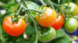 Tomaten auf dem Balkon - Ein Gartenabenteuer auf kleinstem Raum