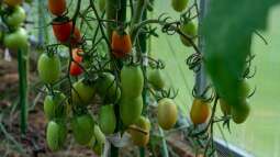 Tomaten auf dem Balkon - Ein Gartenabenteuer auf kleinstem Raum
