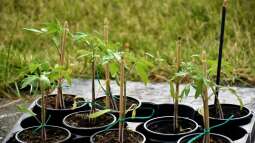 Tomaten auf dem Balkon - Ein Gartenabenteuer auf kleinstem Raum