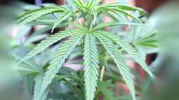 Der legale Anbau von Cannabis in Deutschland