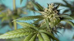 Der legale Anbau von Cannabis in Deutschland