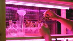 Begriffe erklärt: Was ist Vertical Gardening?