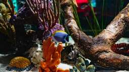 Die Aquaristik als Hobby: Ein umfassender Überblick über Zahlen, Trends und Entwicklungen