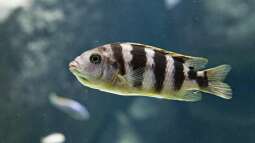 Die Aquaristik als Hobby: Ein umfassender Überblick über Zahlen, Trends und Entwicklungen