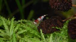 Die Aquaristik als Hobby: Ein umfassender Überblick über Zahlen, Trends und Entwicklungen