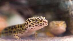 Die Terraristik als Hobby: Ein umfassender Überblick über Zahlen, Trends und Entwicklungen