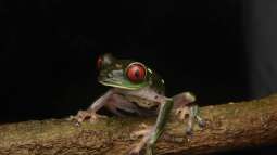 Die Terraristik als Hobby: Ein umfassender Überblick über Zahlen, Trends und Entwicklungen