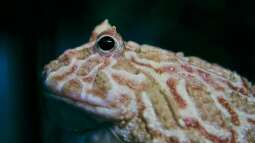 Die Terraristik als Hobby: Ein umfassender Überblick über Zahlen, Trends und Entwicklungen