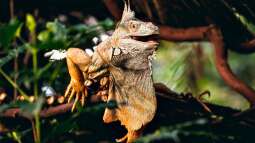 Die Terraristik als Hobby: Ein umfassender Überblick über Zahlen, Trends und Entwicklungen