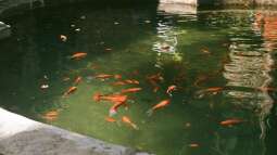 Das Hobby Gartenteich: Ein umfassender Überblick über Zahlen, Trends und Entwicklungen