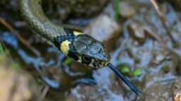 Sorge um Teichfische - Wie viel frisst eine Ringelnatter wirklich? 