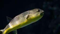 Kugelfische gegen Schnecken halten: Was spricht dafür und was dagegen?