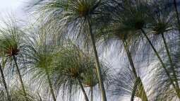 Vermehrung von Zyperngras über Blattschirmstecklinge - einfach und effektiv