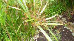 Vermehrung von Zyperngras über Blattschirmstecklinge - einfach und effektiv