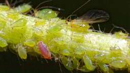 Blattläuse - Können sie auch nützlich sein?