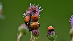 Blattläuse - Können sie auch nützlich sein?