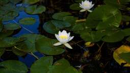 Der Teich bei Nacht - Wer kommt, wenn es dunkel wird?