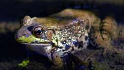 Der Teich bei Nacht - Wer kommt, wenn es dunkel wird?