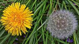 Der Wert von Unkraut - 5 Pflanzen, die man nicht gleich entfernen muss