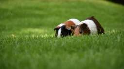 Meerschweinchen im Garten halten - Das musst du wissen