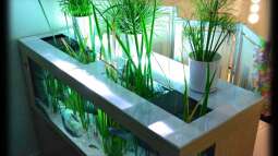 Ein offenes Aquarium: Das sind die wichtigsten Tipps für Aquarianer